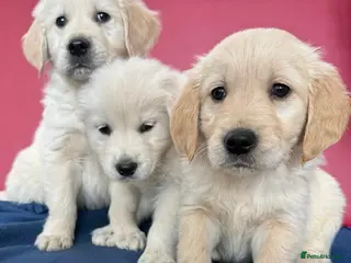 Golden Retriever dogs ❤️ Beautiful Golden Retriever puppies 🐶 - Advert 1