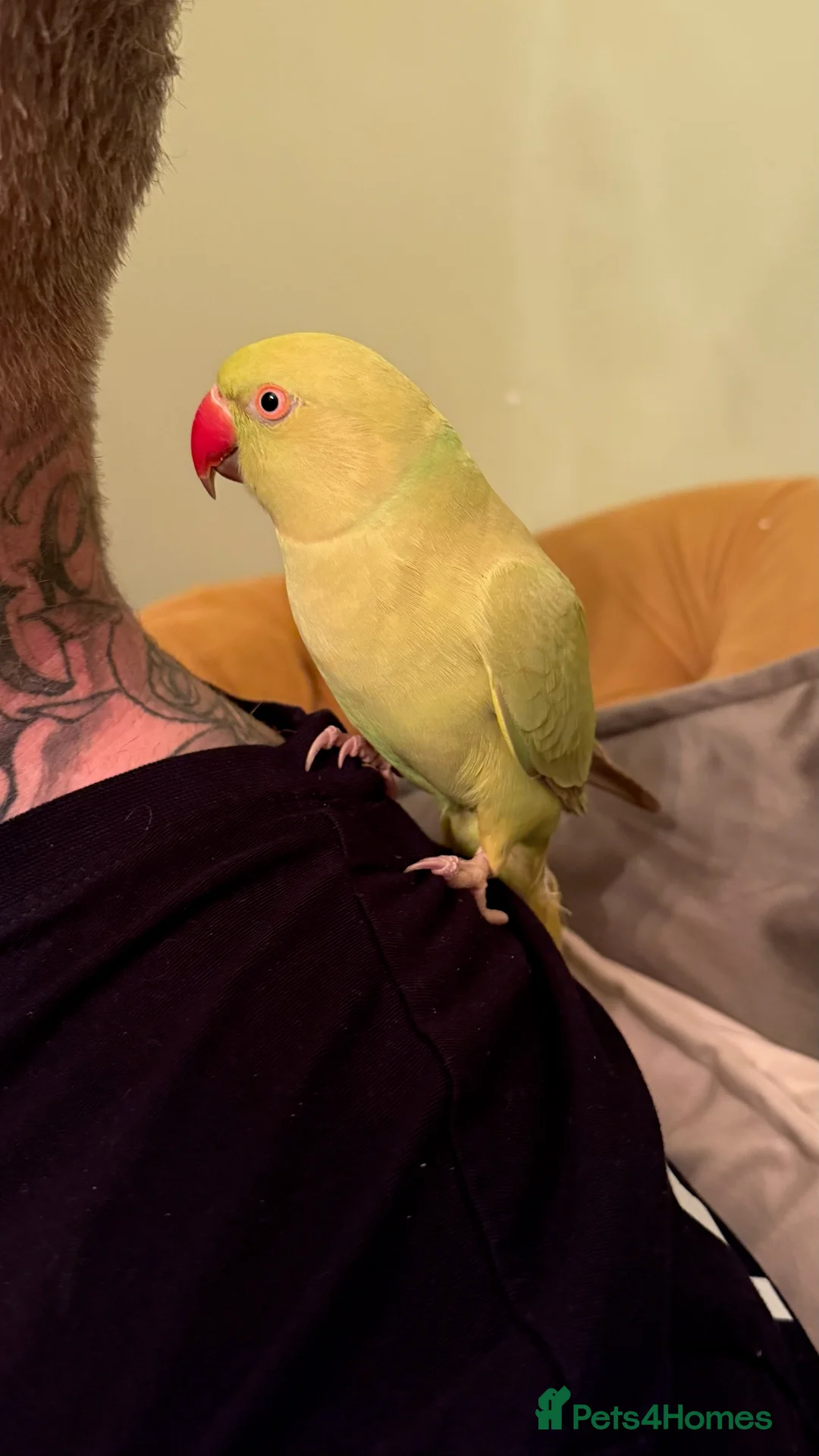 Ringnecks birds for sale: Ringneck  in Halifax - Advert 1