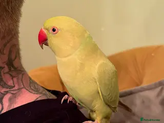 Ringnecks birds Ringneck in Halifax - Advert 1