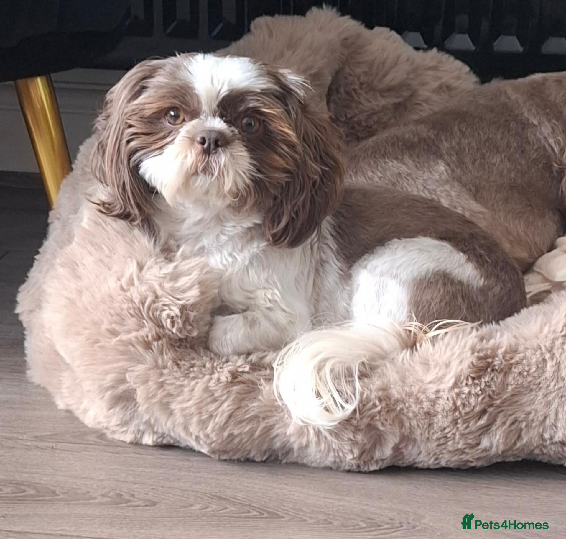 Shih Tzu dogs Beautiful 5 year old girl - Advert 11