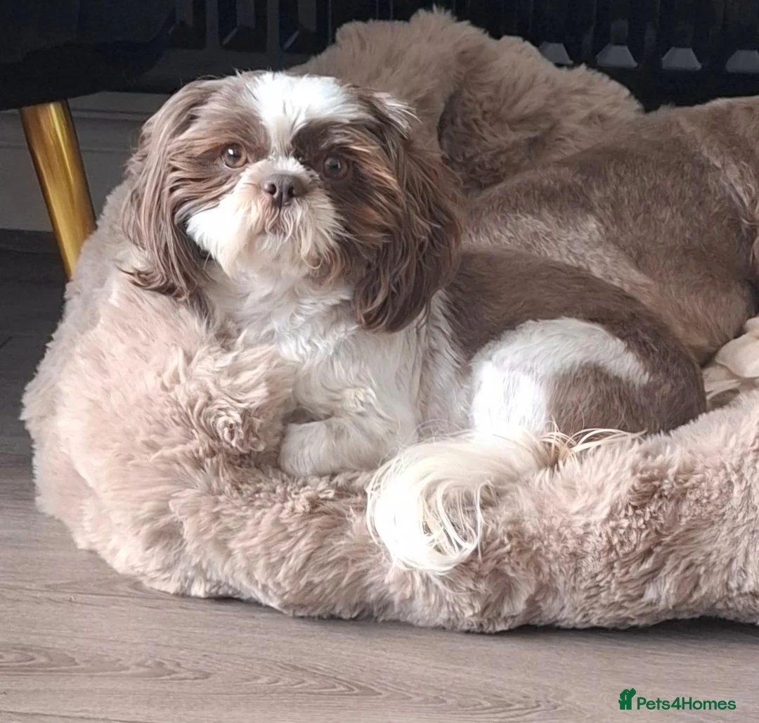 Shih Tzu dogs for sale: Beautiful 5 year old girl - Advert 1