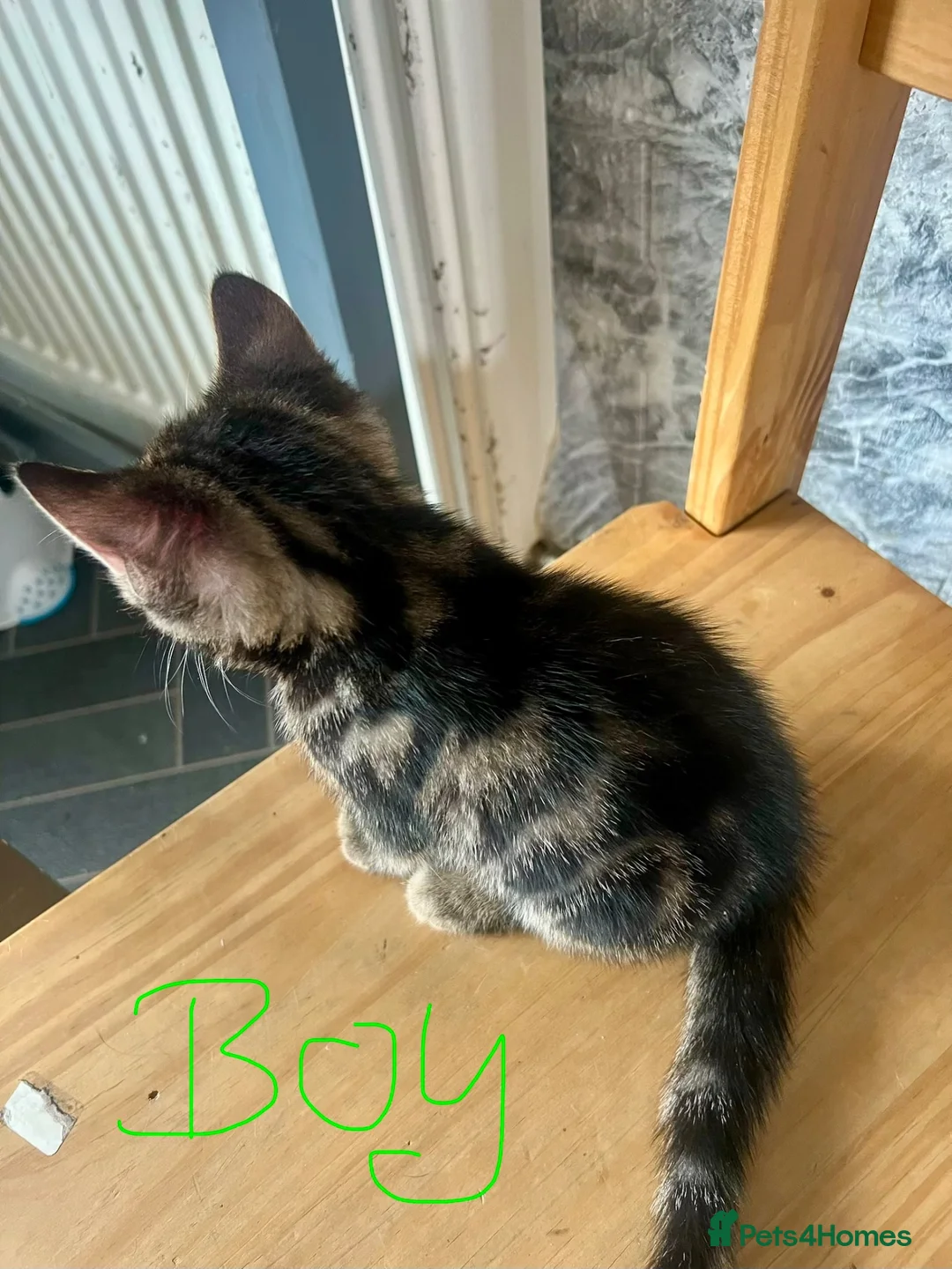 Mixed Breed cats for sale: Adorable Kittens Looking for Homes 🐱❤️  - Advert 2