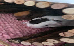 Guinea Pig rodents for sale: Guinea pigs rehome  - Image 3