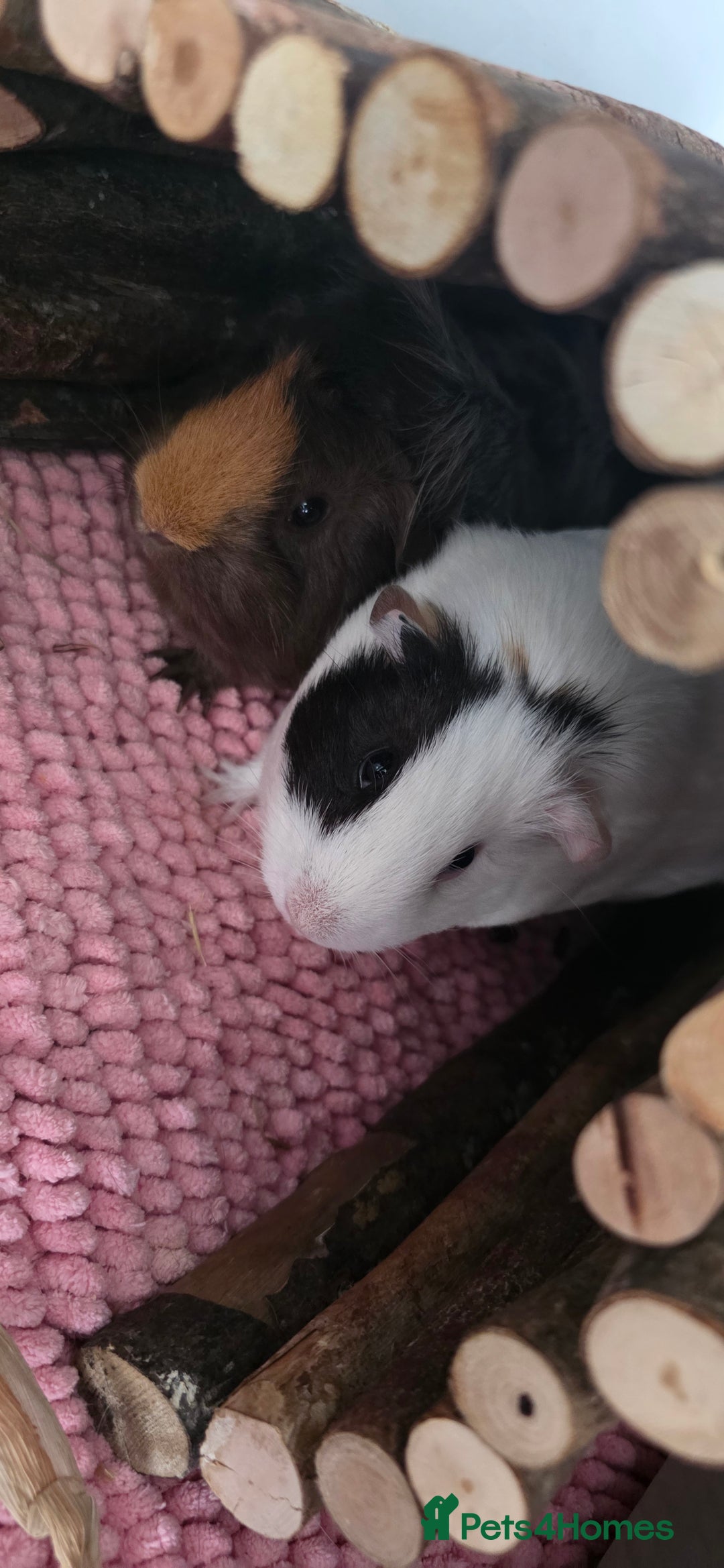 Guinea Pig rodents for sale: Guinea pigs rehome  - Image 3