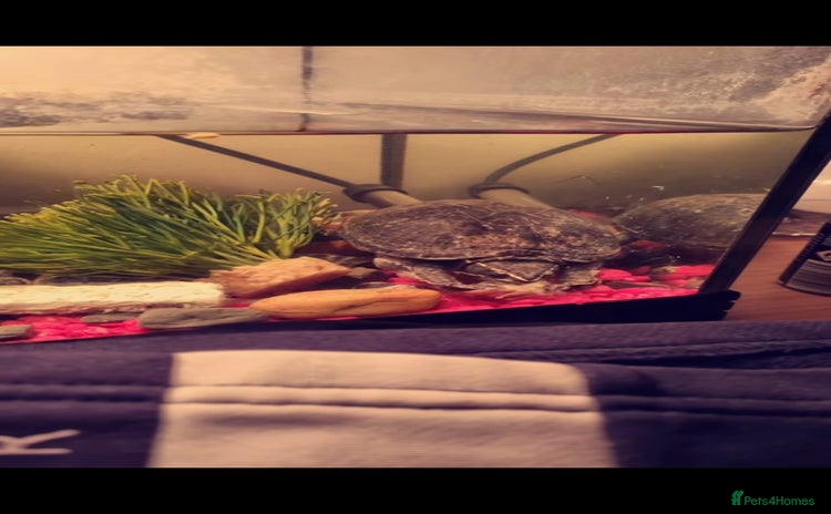 Turtle reptiles - Advert 1