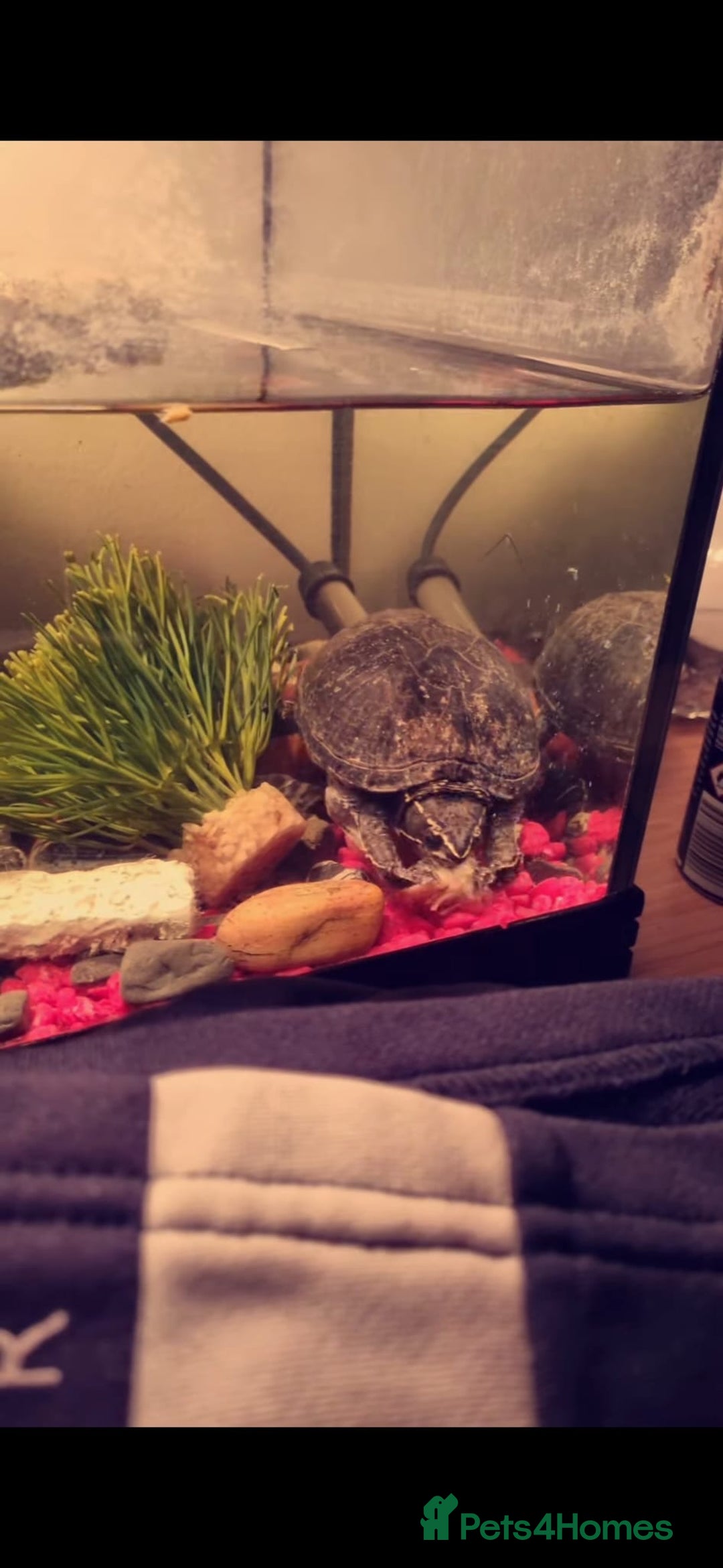 Turtle reptiles for sale: Terrapin musk turtles for sale  - Image 1