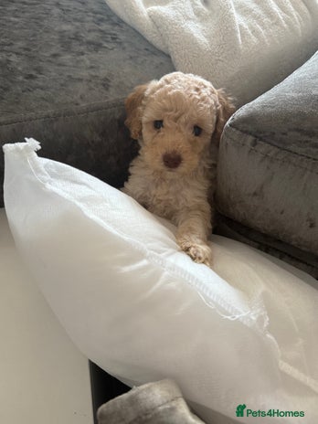 Cockapoo dogs - Advert 3