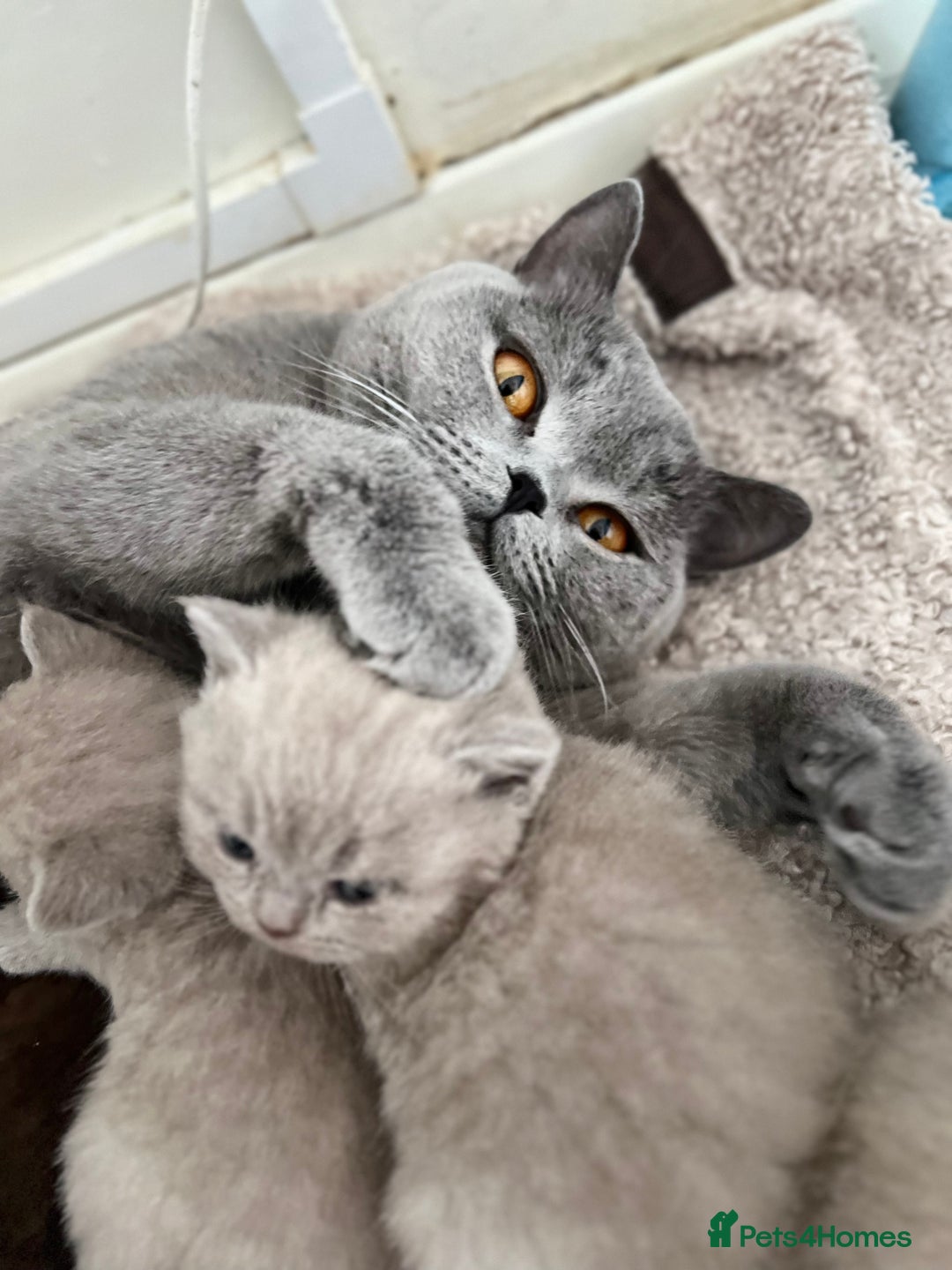 British Shorthair cats for sale: Champion lines Lilac BSH kittens  - Advert 8