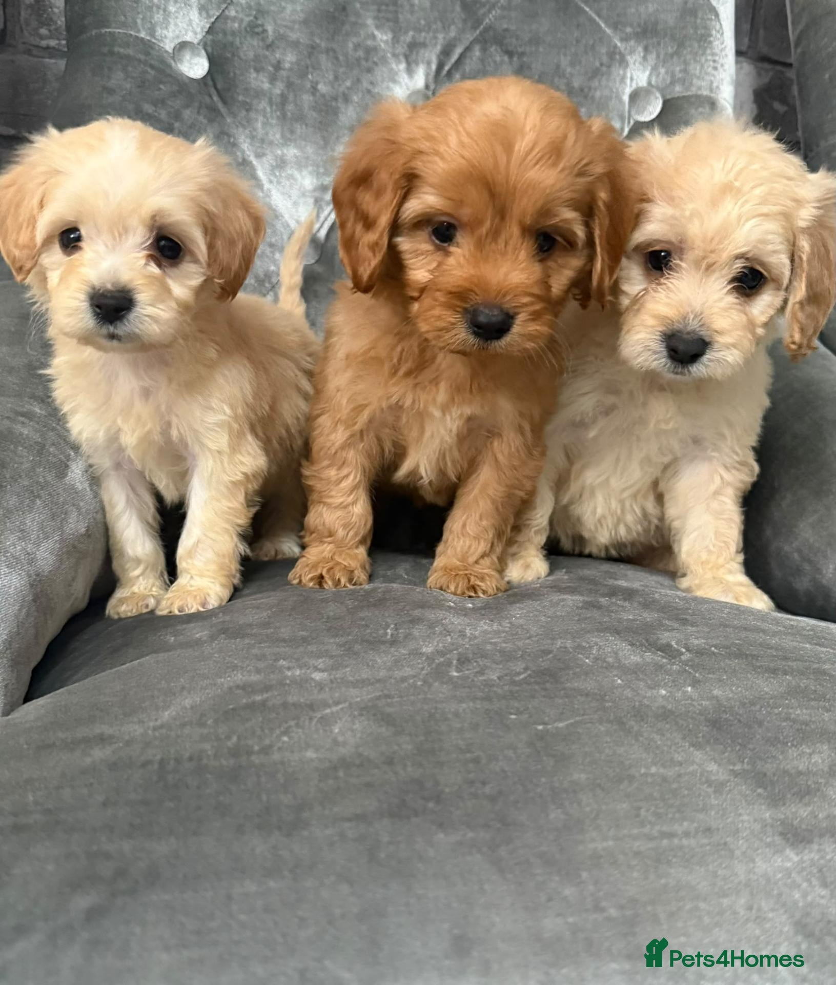 Cockapoo dogs Beautiful Cockapoo ready to go  - Advert 1