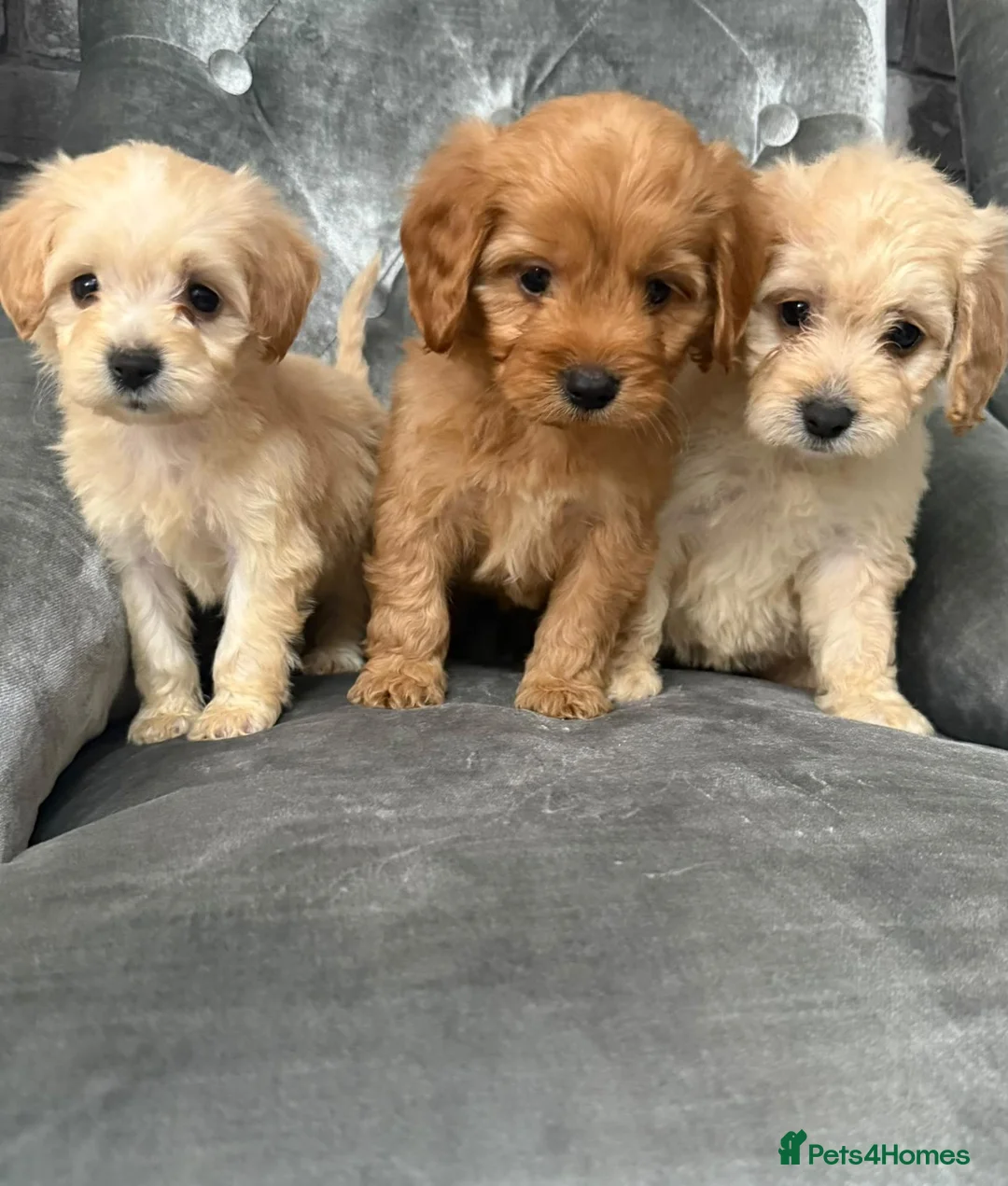 Cockapoo dogs for sale: Beautiful Cockapoo ready to go  - Advert 1