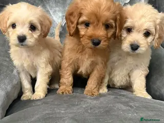 Cockapoo dogs Beautiful Cockapoo ready to go - Advert 1
