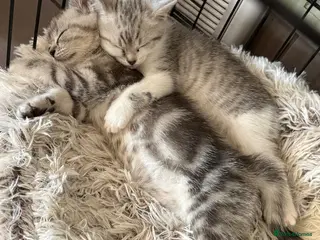 British Shorthair cats Two British shorthair male kittens for sale - Advert 2