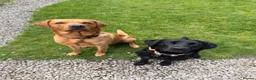 Labrador Retriever dogs for sale: 7 health tested Labrador puppies in High Wycombe - Advert 2