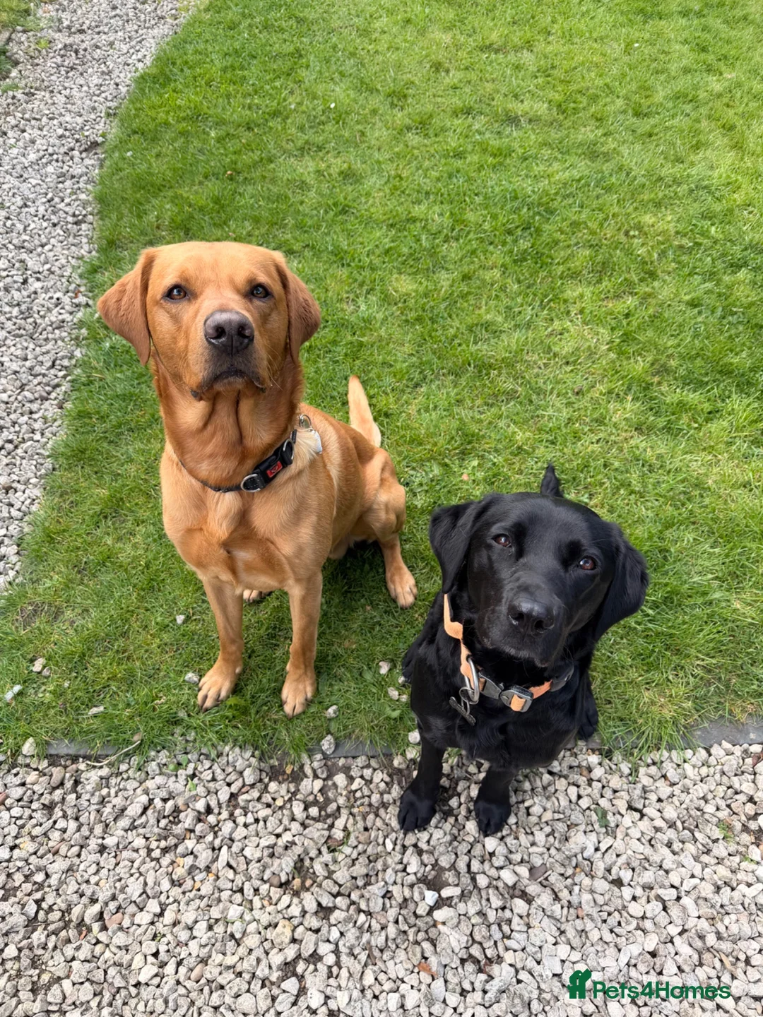 Labrador Retriever dogs for sale: 7 health tested Labrador puppies in High Wycombe - Advert 2