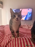 British Shorthair cats - Advert 7