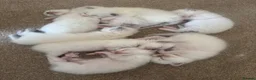 Ragdoll cats for sale: 8 beautiful ragdolls for sale in Ware - Advert 14