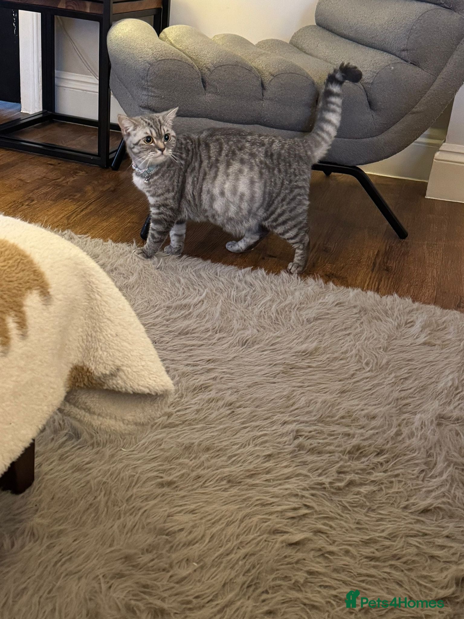British Shorthair cats for sale: 2 beautiful British Shorthair Girls 🐾 - Advert 1