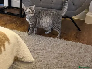 British Shorthair cats 2 beautiful British Shorthair Girls 🐾 - Advert 12