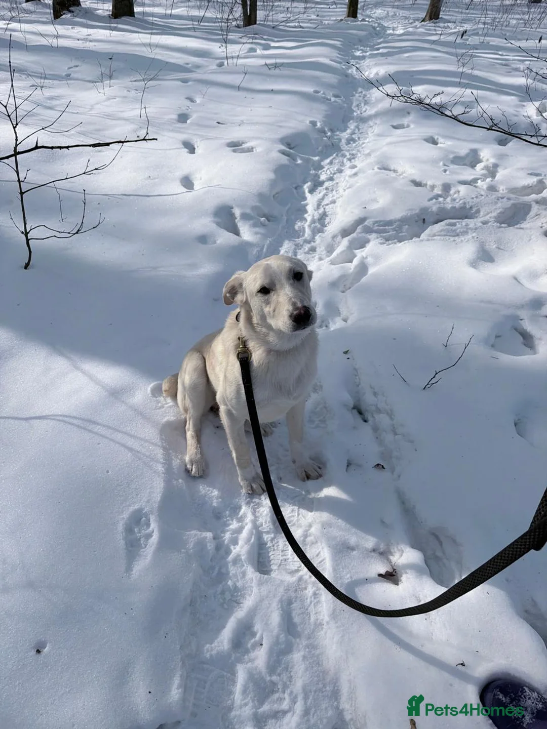Mixed Breed dogs for adoption: 💙MOROZKO💙9 months Affectionate•Gentle•Puppy-like in Oxford - Advert 12