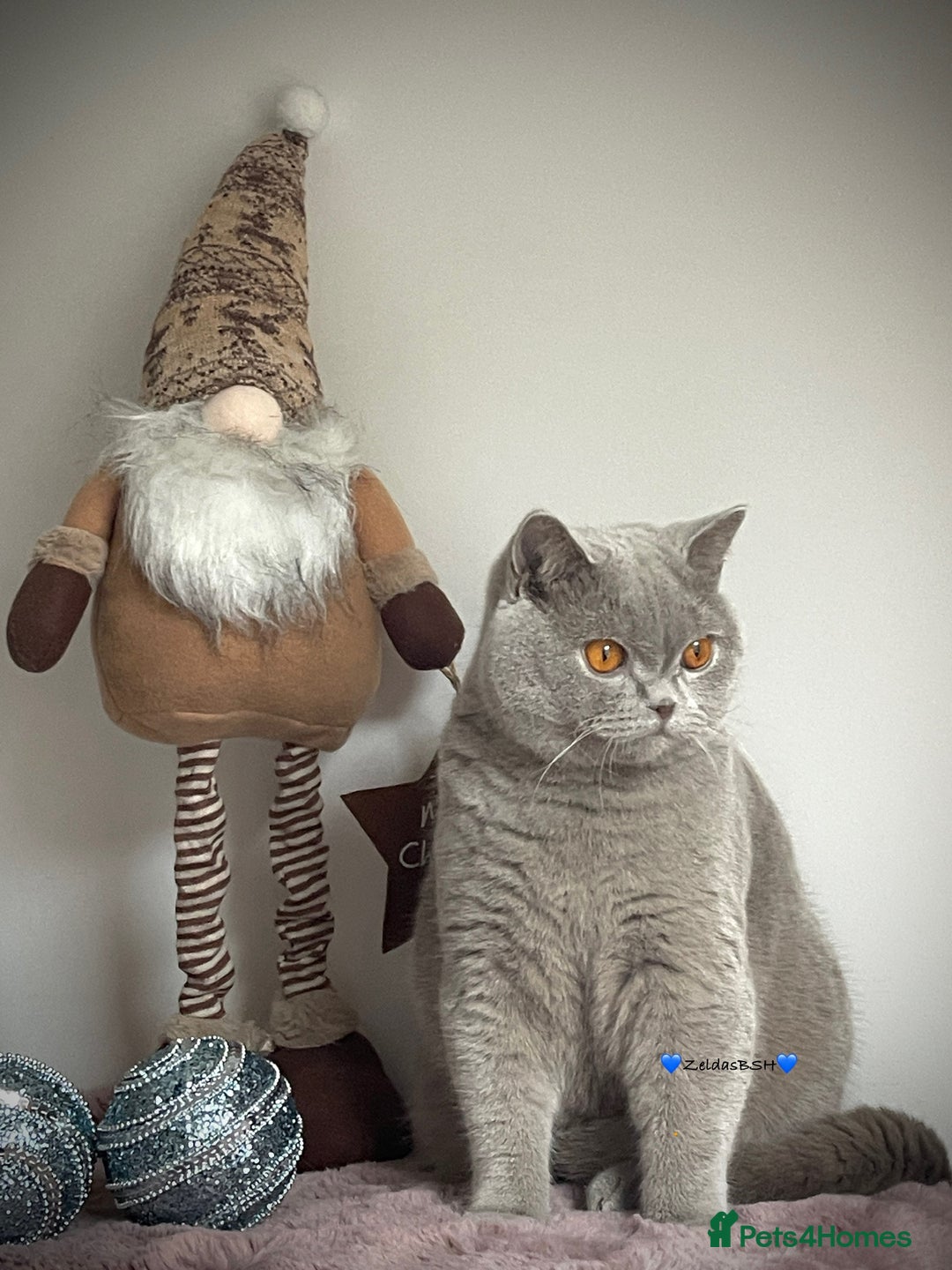 British Shorthair cats for sale: 🩵Precious BSH lilac boys💙 - Advert 3