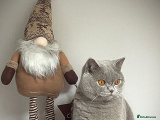 British Shorthair cats 🩵Precious BSH lilac boys💙 - Advert 7