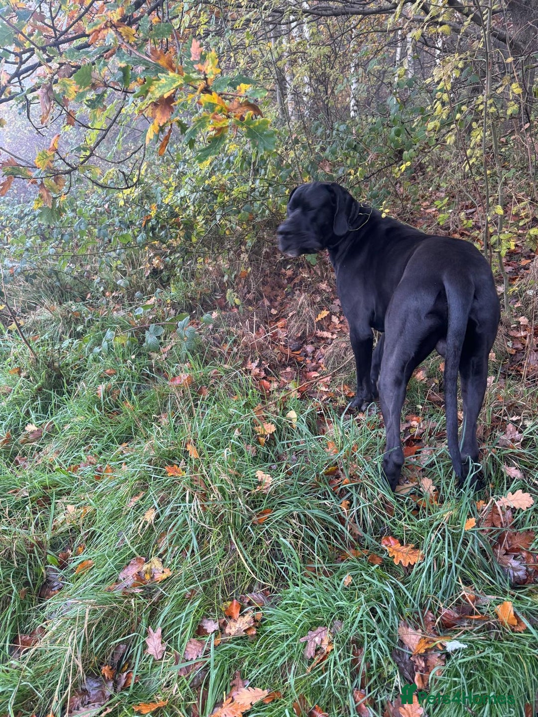 Great Dane dogs for sale: Black & white Great Dane  - Advert 3