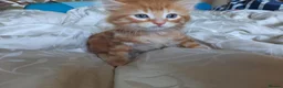 Mixed Breed cats for sale: Domestic playful kittens - Advert 11
