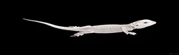 Bearded Dragon reptiles for sale: BEARDED DRAGONS - Advert 3