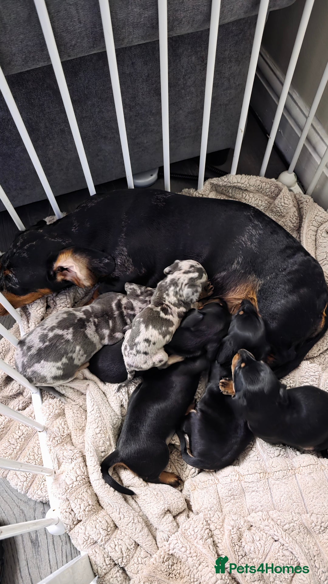 Dachshund dogs for sale: Miniature dachshunds  - Image 7
