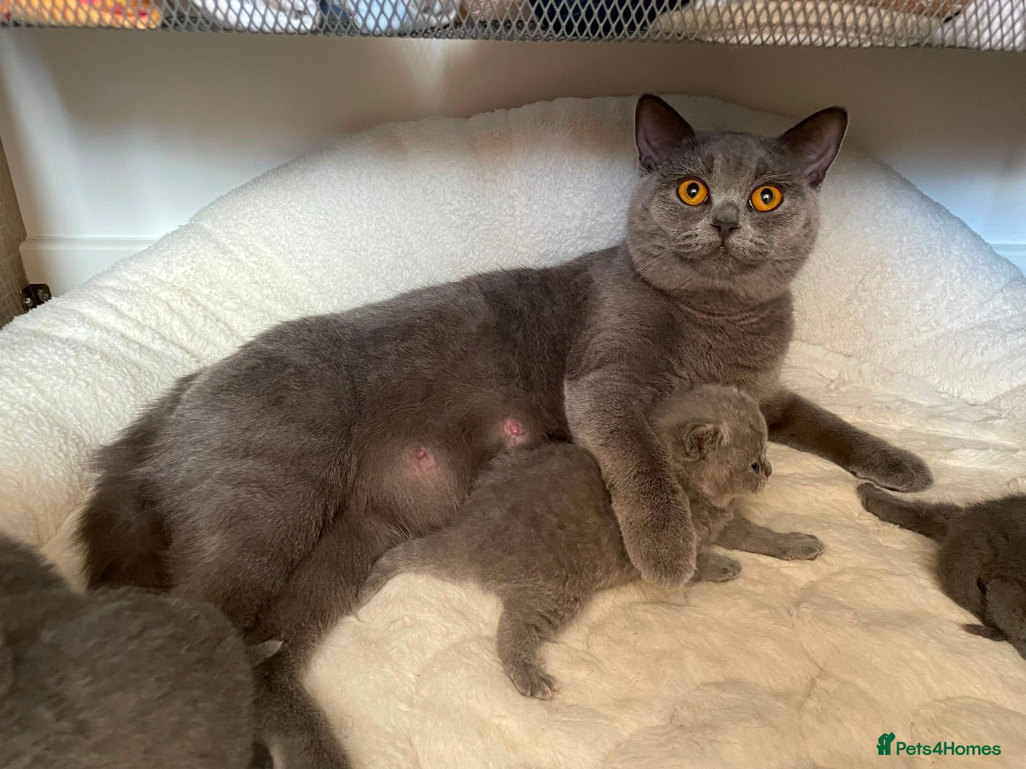 British Shorthair cats Beautiful British Shorthair Kittens  3 Girls 1 Boy - Advert 1