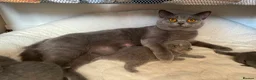 British Shorthair cats for sale: Beautiful British Shorthair Kittens  3 Girls 1 Boy - Advert 1