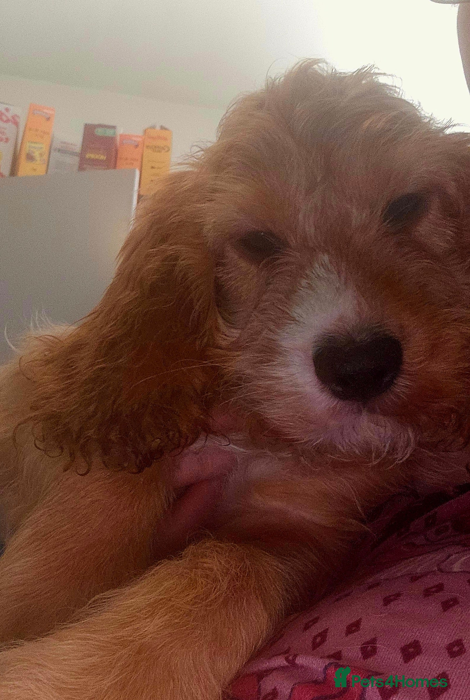 Cockapoo dogs Reduced!! Two beautiful F2 Cockapoo Puppies. - Advert 2