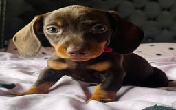 Miniature Dachshund dogs for sale: Miniature dachshunds READY for forever home 🐶🤎 - Image 5