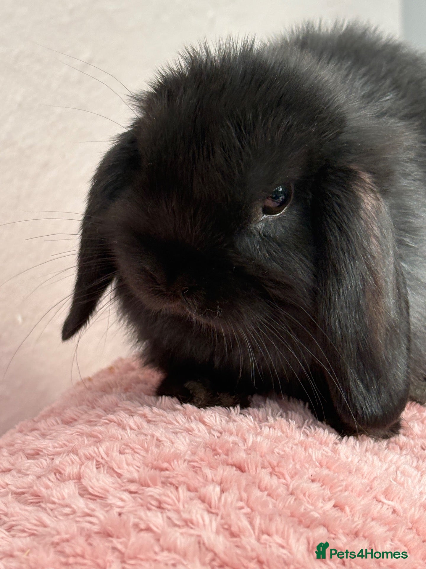 Mini Lop rabbits Mini lops-raised indoors-vaccinated  - Advert 2