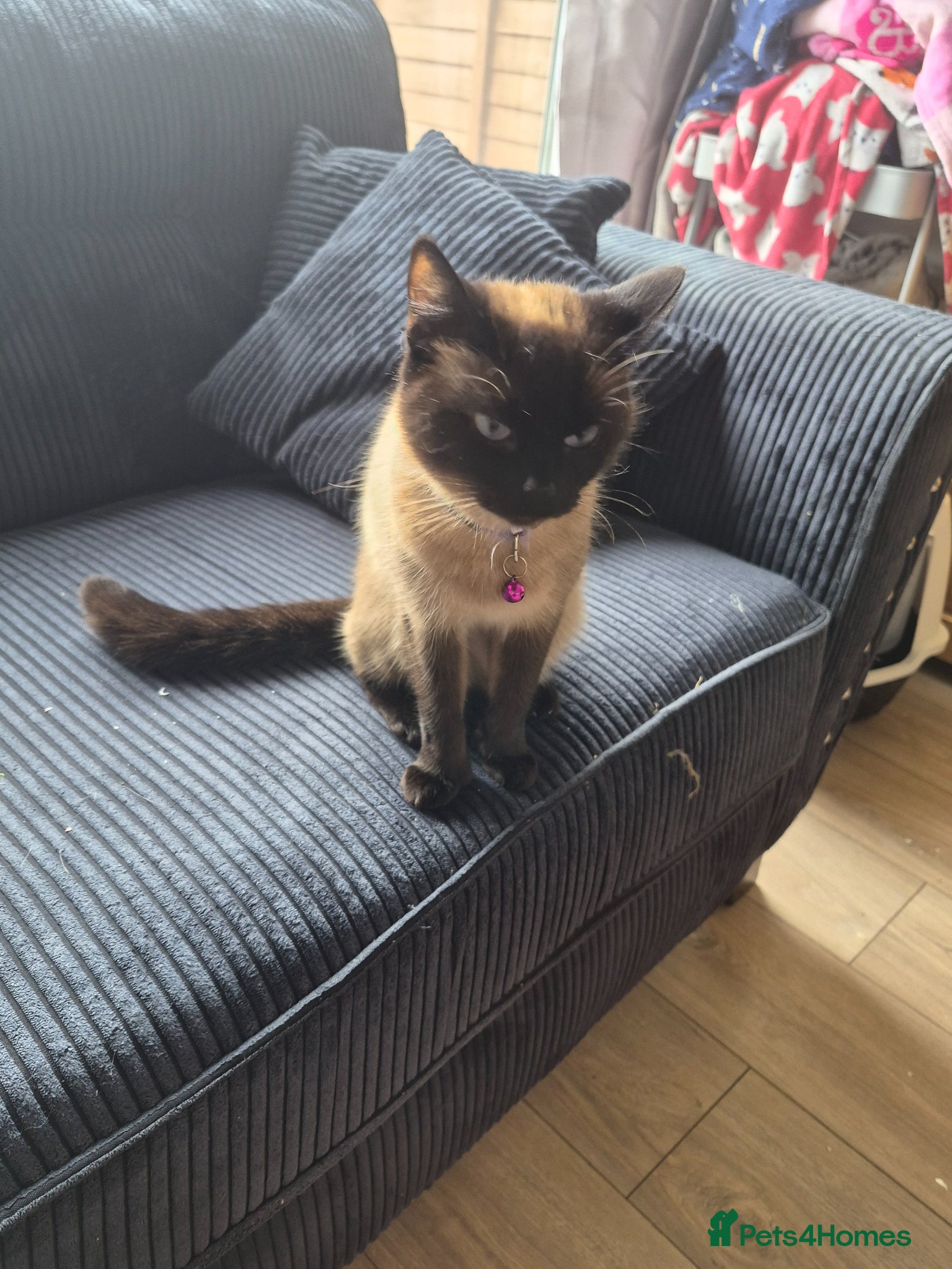 Mixed Breed cats Bella - Advert 2
