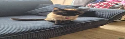 Mixed Breed cats for sale: Bella - Advert 1