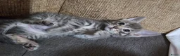 Mixed Breed cats for sale: Adorable Grey kittens for sale  - Advert 17