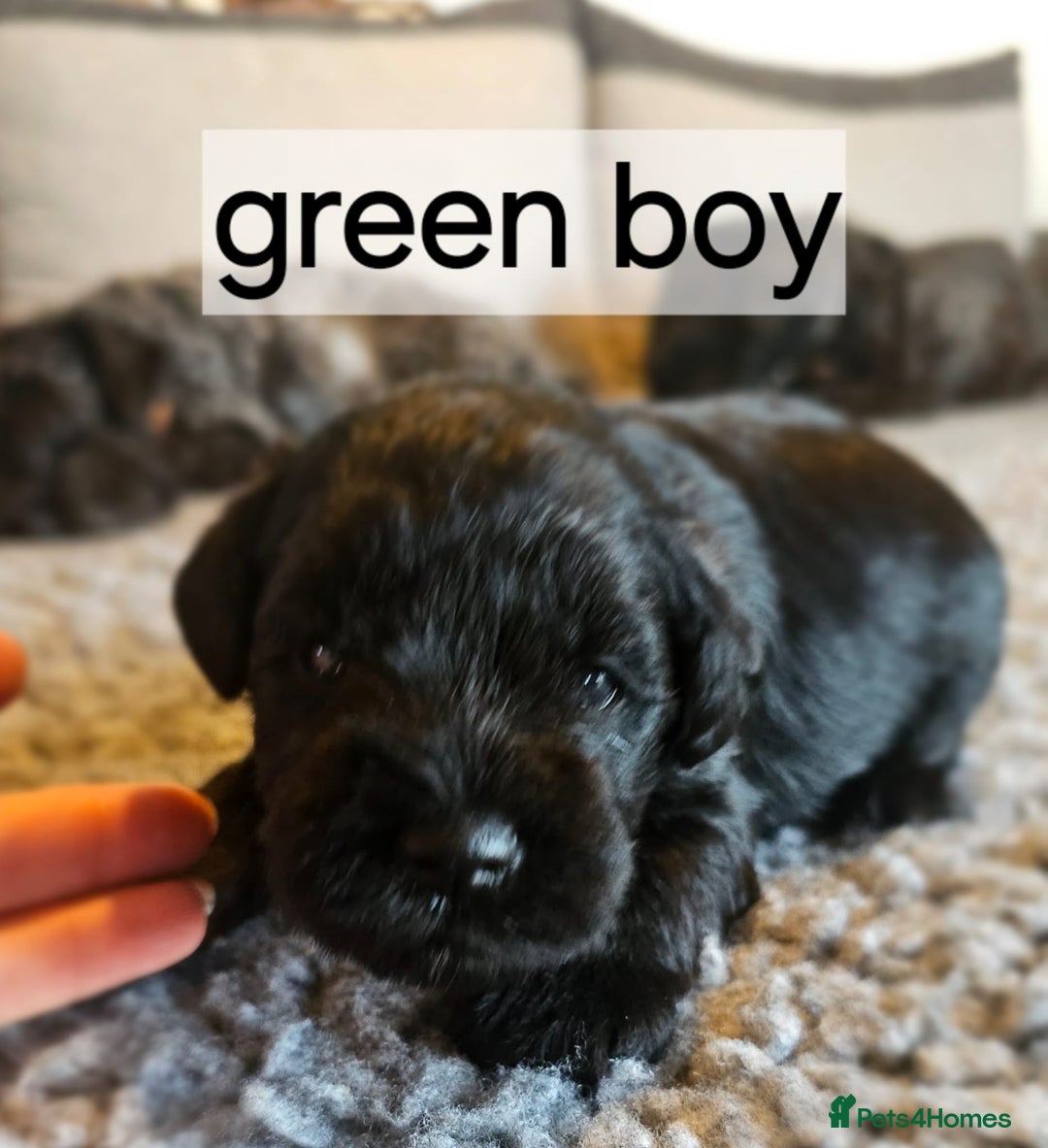 Miniature Schnauzer dogs for sale: Miniature Schnauzer puppies - Image 5
