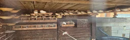 Finches birds for sale: Zebra and Bengalese Finches  in Wirral - Advert 1