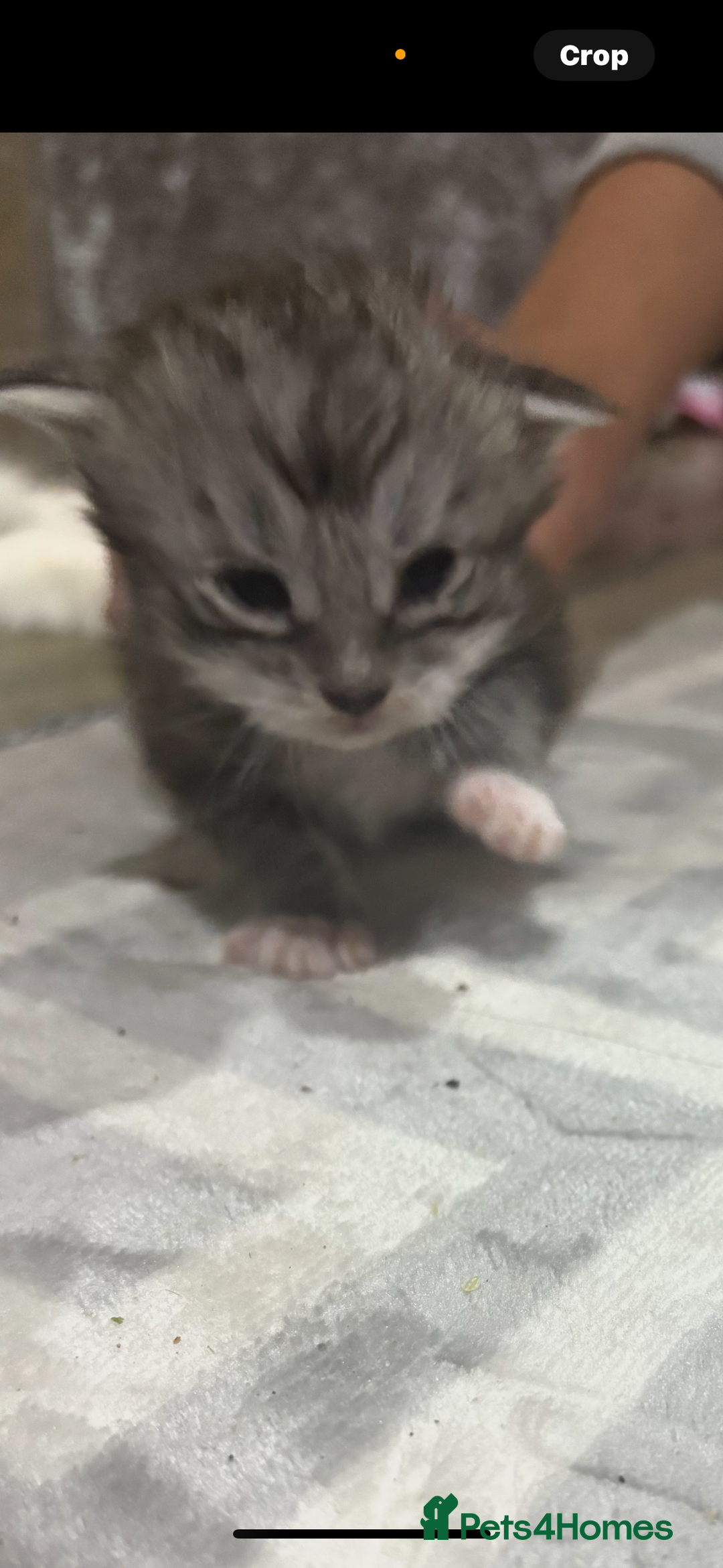 Maine Coon cats for sale: Beautiful Black/silver mackerel  tabby Maine coons - Advert 14