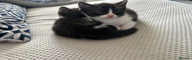 Mixed Breed Kitten 1