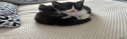 Mixed Breed cats for sale: 2 beautiful kittens - Advert 3