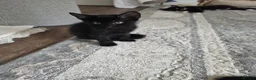 Mixed Breed cats for sale: Lovely 3-month-old mixed breed kittens - Advert 9