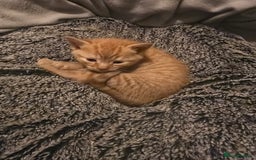 Ragdoll cats for sale: Rag doll x  - Image 3