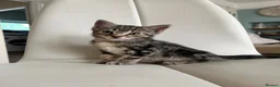 Khao Manee cats for sale: 3 Kittens  in Horley - Advert 6