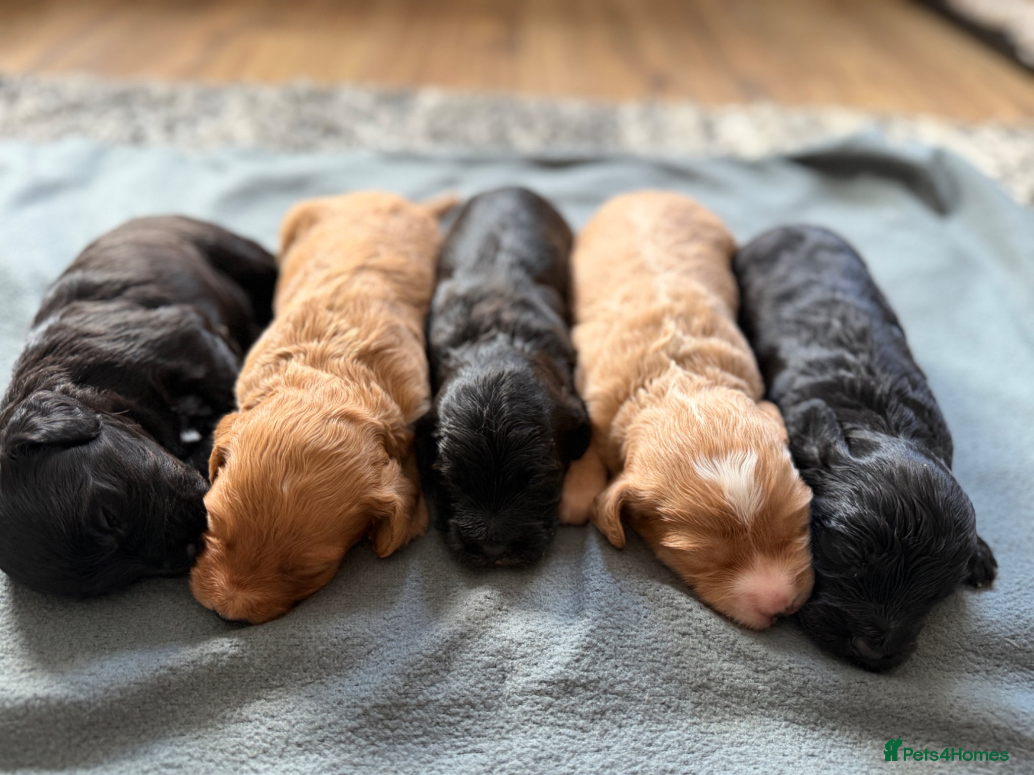 Cockapoo dogs for sale: STUNNING F1 cockapoo puppies  - Advert 7