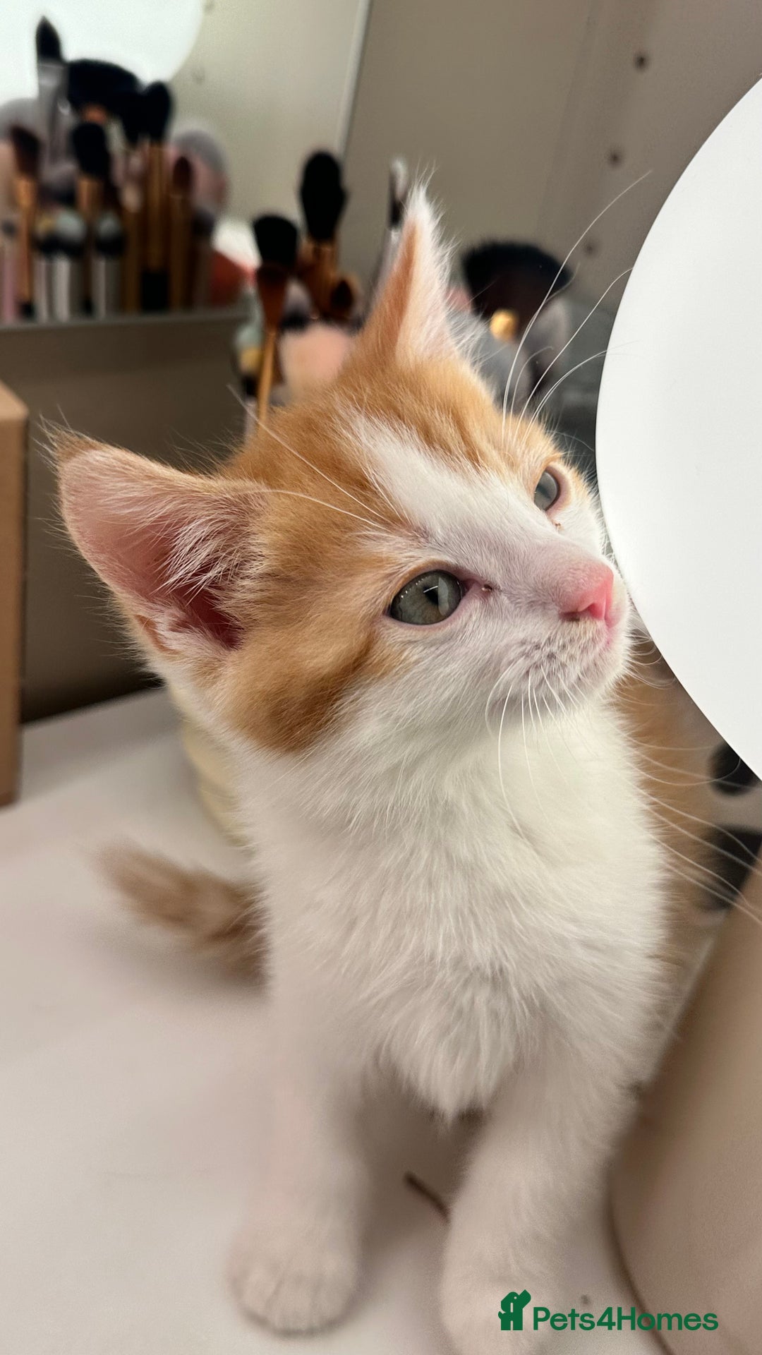 Mixed Breed cats for sale: 6 mixed breed ( shorthair and longhair) kittens - Advert 5