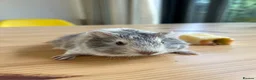 Guinea Pig rodents for sale: Hand reared baby guinea pigs males & females - Advert 9