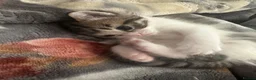 Mixed Breed cats for sale: Female and male kittens in Stoke-on-Trent - Advert 5