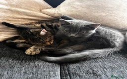 Mixed Breed cats for sale: Adorable Kittens ready for their new forever home  - Image 8